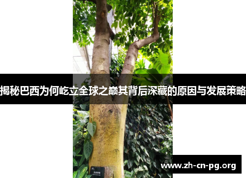 揭秘巴西为何屹立全球之巅其背后深藏的原因与发展策略